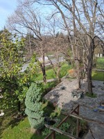 РЯЗАНЕ НА ДЪРВЕТА РАЗЧИСТВАНЕ И СЪБАРЯНЕ БЪРЗО И ИЗГОДНО 0896086351